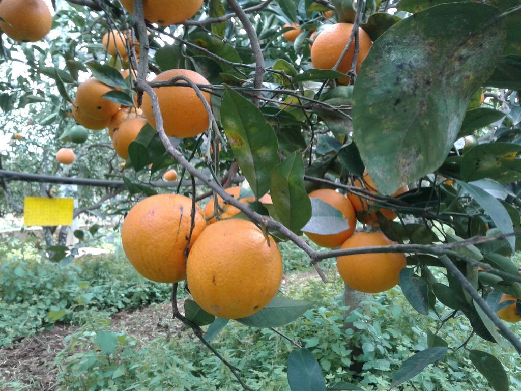 La Mimosa Case Vacanze Marsala Dış mekan fotoğraf